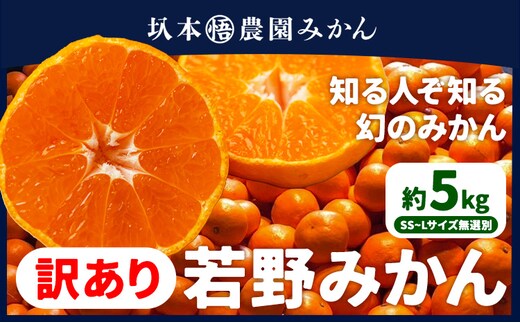 訳あり 若野 みかん 約5kg （サイズ無選別）《12月上旬-2月中旬頃出荷》圦本悟農園 和歌山県 日高川町 旬 新鮮 果物 柑橘 フルーツ 国産 送料無料 ミカン みかん 温州みかん---wshg_rms2_12j2c_24_10000_5kg---