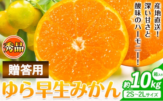 【先行予約】秀品 贈答用 ゆら 早生みかん 約 10kg (2S～2Lサイズ) 笑いの里のTommyファーム《2026年10月上旬-11月末頃出荷》和歌山県 日高川町 みかん 早生 贈答用 旬 柑橘 フルーツ 果物 ミカン 柑 産地直送 箱入り---wshg_wtf1_ac1011_23_24000_10kg---