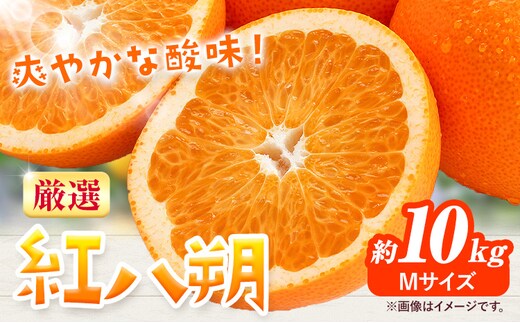みかん 紅八朔 厳選 Mサイズ 約10kg GOGO農園《2027年1月中旬-2月末旬頃出荷》 和歌山県 日高川町 はっさく みかん 柑橘 蜜柑 フルーツ 送料無料---wshg_gof36_1c2m_26_15000_10kg---