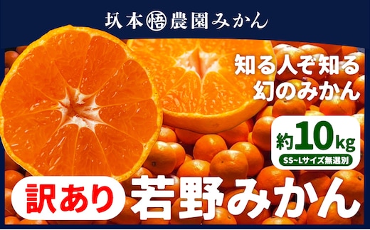 訳あり 若野 みかん 約10kg （サイズ無選別）《12月上旬-2月中旬頃出荷》圦本悟農園 和歌山県 日高川町 旬 新鮮 果物 柑橘 フルーツ 国産 送料無料 ミカン みかん 温州みかん---wshg_rms4_12j2c_25_15000_10kg---