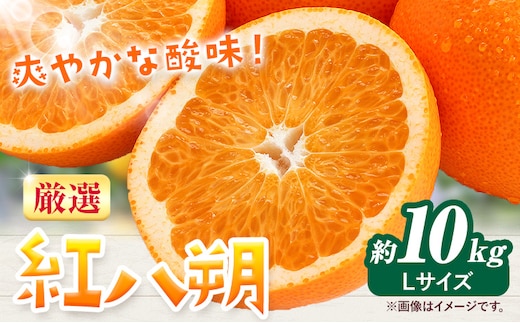 みかん 紅八朔 厳選 Lサイズ 約10kg GOGO農園《2027年1月中旬-2月末旬頃出荷》 和歌山県 日高川町 はっさく みかん 柑橘 蜜柑 フルーツ 送料無料---wshg_gof37_1c2m_26_16000_10kg---