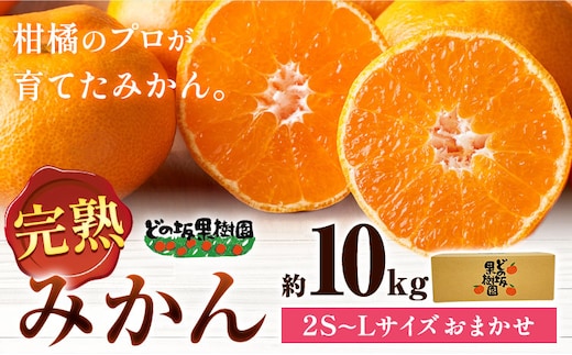 早生 みかん 10kg(2S〜Lサイズ) どの坂果樹園《12月上旬-2月上旬頃出荷予定》 和歌山県 日高川町 早生みかん 柑橘 ミカン 果物 フルーツ くだもの みかん 早生2026年 みかん---wshg_dsk78_12j2j_25_18000_10kg---