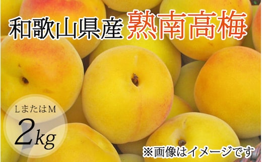 【梅干・梅酒用】（LまたはM－2Kg）熟南高梅＜2026年6月上旬～7月7日発送予定＞【ART07】フルーツ 果物 くだもの 食品 人気 おすすめ 送料無料【art012B】