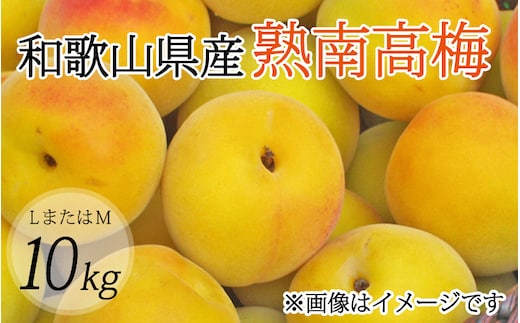 【梅干・梅酒用】（LまたはM－10Kg）熟南高梅＜2026年6月上旬～7月7日発送予定＞【ART08】フルーツ 果物 くだもの 食品 人気 おすすめ 送料無料【art013B】
