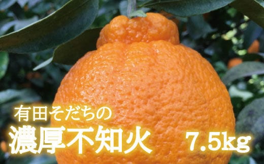 【先行予約】有田育ちの濃厚 不知火 ( デコポン と同品種)( 訳あり 家庭用 ) 3kg+200g(痛み補償分) ※北海道・沖縄・離島配送不可【ard022C】