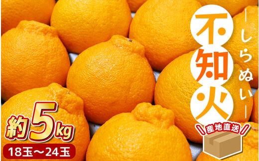 【先行予約】 ＼ みかんの名産地 和歌山県産／ 農家直送 不知火 約5kg(18～24玉) ひとつひとつ手選別で厳選【2027年2月中旬～3月下旬頃に順次発送予定】【hdm002A】