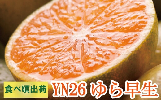 【先行予約】家庭用 極早生有田みかん5kg+250g（傷み補償分） ※北海道・沖縄・離島への配送不可 / みかん 果物 フルーツ オレンジ ミカン 果実【ikd002C】