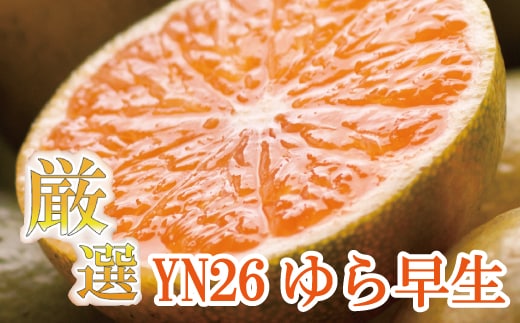 【先行予約】プレミアム 有田みかん（ゆら早生）10kg+250g（傷み補償分） ※北海道・沖縄・離島への配送不可 / みかん 果物 フルーツ オレンジ ミカン 果実【ikd213A】