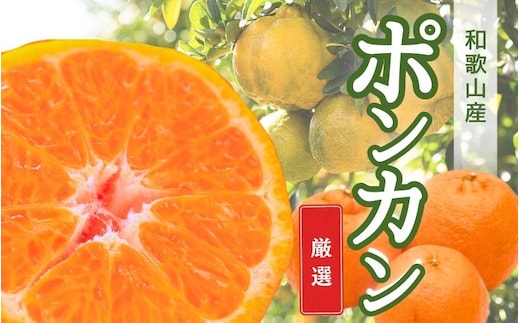 【先行予約】厳選ポンカン 5kg+250g（傷み補償分）＜１月より発送＞【ikd189A】