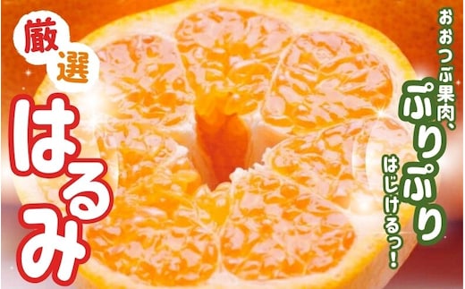 【先行予約】 厳選 はるみ5kg+250g（傷み補償分）＜2月より発送＞【デコポンの姉妹品種・新食感春みかん】【光センサー選別】【わけあり・訳あり】【ikd194B】