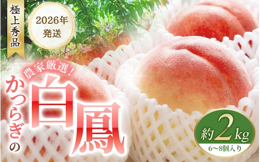 【予約受付】桃の王様 白鳳 <特秀品> 約2kg（6個~9個） 【2026年6月末頃～2026年7月末頃に順次発送予定（お届け日指定不可）/ 桃 もも 白鳳 フルーツ 果物 くだもの 【kgr009A】