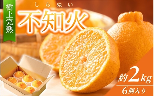 【先行予約】【数量わずか】樹上完熟しらぬい（不知火） 約2kg(6個) 秀品 2026年2月末～2026年4月中旬旬頃に順次発送予定（お届け日指定不可）/ 和歌山 みかん しらぬい 不知火 フルーツ 柑橘 蜜柑 果物 くだもの【kgr005】