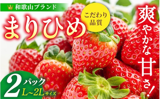【先行予約】まりひめ いちご 12粒～15粒入り×2パック（500g）2026年1月中旬～2026年3月中旬頃に順次発送予定（お届け日指定不可）/ いちご 苺 まりひめ 和歌山 フルーツ 果物 くだもの【kgr007A】
