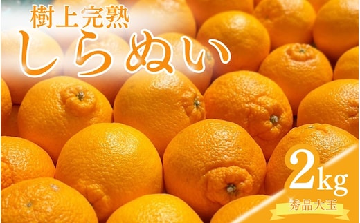 【先行予約】希少な樹上完熟 しらぬい（不知火） 秀品大玉 約2kg(6個) 2026年2月末～2026年4月中旬頃に順次発送予定（お届け日指定不可）/ 和歌山 みかん しらぬい 不知火 フルーツ 柑橘 蜜柑 果物 くだもの【kiy001】