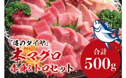 本マグロ（養殖）トロ＆赤身セット 500g 【4月発送】 高級 クロマグロ