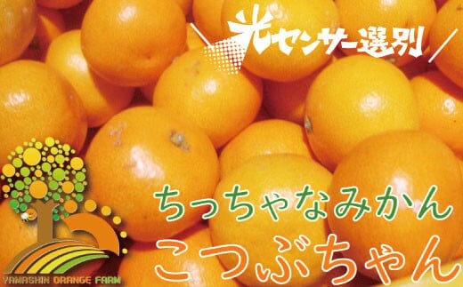 ＼光センサー選別／ ちっちゃな有田みかん こつぶみかん 約5kg （3S～Sサイズ混合）有機質肥料100% ※2026年11月～2027年1月上旬頃に順次発送予定（お届け日指定不可）※北海道・沖縄・離島配送不可【nuk145C】