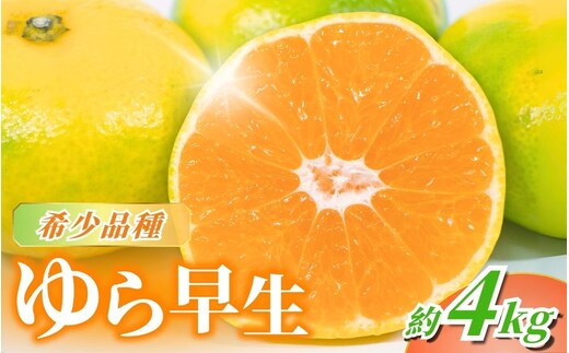 訳あり【2026年秋頃発送予約分】＼光センサー選別／＼農家直送／甘くて濃厚！希少品種 ご家庭用 ゆら早生みかん 約4kg サイズ混合 ※2026年10月上旬より順次発送予定（お届け日指定不可）/ みかん くだもの フルーツ 柑橘 オレンジ 和歌山【nuk162B】