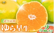 訳あり【先行予約】＼数量限定／ 希少品種 ご家庭用 ゆら早生みかん 約2kg【2026年10月上旬頃より順次発送】 / みかん くだもの フルーツ オレンジ 柑橘 有田みかん 和歌山【nuk143E】