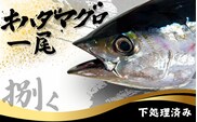 キハダマグロ 1尾 下処理済み 和歌山県すさみ町産 / 大容量 マグロ まぐろ 丸ごと 魚 捌く 鮪 海鮮丼 寿司 手巻き寿司 漬け丼 海鮮 海の幸 魚介 新鮮 刺身 和歌山 すさみ町 キハダマグロ 大容量 【scp123】 