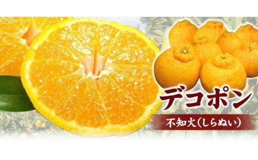 デコ不知火（デコポン） 約2.8kg/サイズおまかせ ※2026年2月上旬～2026年4月上旬頃に順次発送予定(お届け日指定不可) 紀伊国屋文左衛門本舗 【sutb421C】