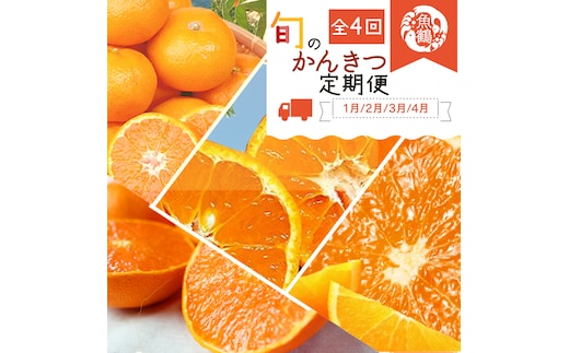 【4か月定期便】旬の柑橘定期便 / みかん ミカン 柑橘 オレンジ 果物 くだもの フルーツ フルーツ定期便 和歌山【tkb416】