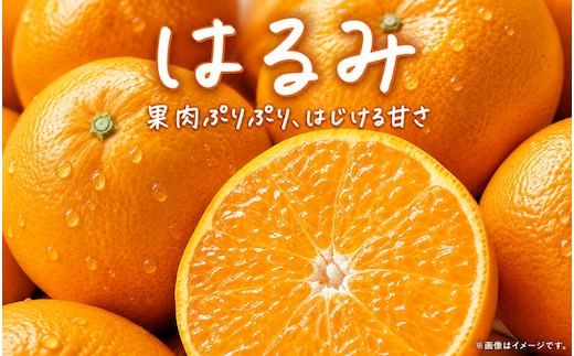 果肉ぷりぷり!完熟はるみ5kg ※2027年1月下旬頃〜2027年2月上旬頃に順次発送予定(お届け日指定不可) 【uot732】