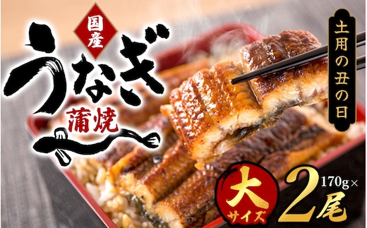 【土用の丑の日までにお届け！】【大型サイズ】国産 大型サイズ ふっくら柔らか 国産うなぎ蒲焼き 2尾 化粧箱入 先行予約 国産 うなぎ ウナギ 鰻 蒲焼 土用の丑の日 丑の日【uot302A-dy】