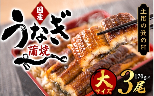 【土用の丑の日までにお届け！】【大型サイズ】国産 大型サイズ ふっくら柔らか 国産うなぎ蒲焼き 3尾 化粧箱入 先行予約 国産 うなぎ ウナギ 鰻 蒲焼 土用の丑の日 丑の日【uot303A-dy】
