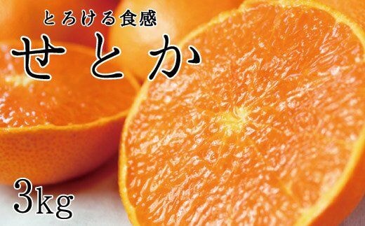 とろける食感！ジューシー柑橘 せとか 約3kg【予約】※2026年2月下旬頃〜2026年3月下旬頃発送(お届け日指定不可)【uot506A】