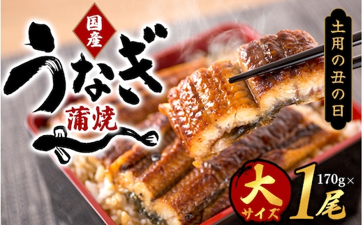 【土用の丑の日までにお届け！】【大型サイズ】国産 大型サイズ ふっくら柔らか 国産うなぎ蒲焼き 1尾 約2人前 化粧箱入 先行予約 国産 うなぎ ウナギ 鰻 蒲焼 土用の丑の日 丑の日【uot714A-dy】