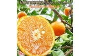 【先行予約】 初夏のみかん　なつみ3kg　※2026年4月中旬頃〜2026年4月下旬頃順次発送（お届け日指定不可）/ くだもの 果物 フルーツ 柑橘【uot753A】
