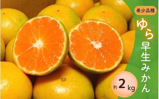 ＼光センサー選別／ 【先行予約】＼数量限定／ 希少品種 ご家庭用 ゆら早生みかん 約2kg サイズ混合【2025年10月上旬頃より順次発送】【nuk143D】