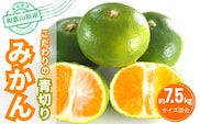 【2025年秋頃発送予約分】【農家直送】こだわりの青切りみかん 約7.5kg 有機質肥料100%　 サイズ混合　※2025年9月下旬より順次発送予定（お届け日指定不可）【nuk107E】