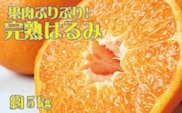 果肉ぷりぷり!完熟はるみ5kg　※2026年2月中旬頃～2026年2月下旬頃に順次発送予定(お届け日指定不可)【uot732】