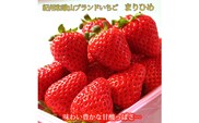 【来シーズン先行予約】紀州和歌山ブランドいちご「まりひめ」約２５０ｇ×４Ｐ※2026年1月上旬頃～2026年3月上旬頃順次発送（お届け日指定不可）【uot758A】