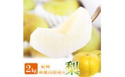 紀州和歌山産の梨 2kg 化粧箱入 ※2025年8月下旬頃～9月上旬頃に順次発送 ※日付指定不可【uot788】