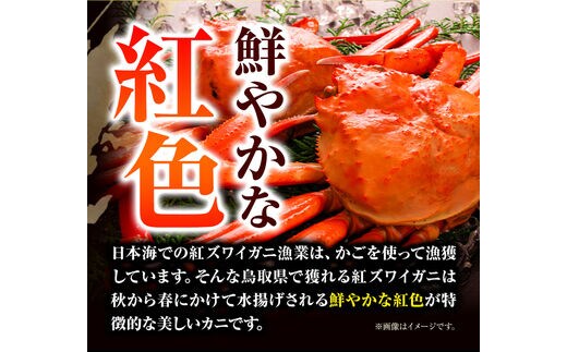 紅ズワイガニ 訳あり カニ 紅 ズワイガニ ふるさと納税 1kg 2～3杯分