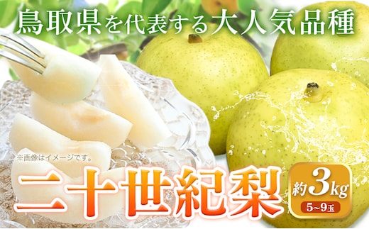 【2026年先行予約】梨 二十世紀梨 約3kg (5～9玉入り) 旬菜まるや 《2026年9月中旬～10月上旬頃出荷》 鳥取県 八頭町 送料無料 なし 二十世紀 果物 フルーツ お取り寄せ 3kg---yazu_ssm _2_3---