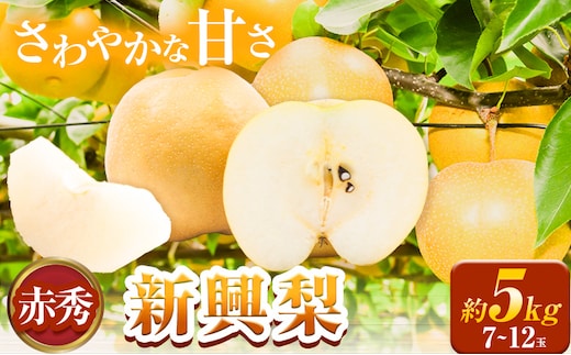 新興梨 赤秀 約5kg (7~12玉) JA鳥取いなば《10月中旬-11月末頃より順次出荷》鳥取県 八頭町 梨 なし ナシ 果物 フルーツ ふるさと納税 送料無料 新興梨 果実 果汁 常温便---yazu_jti_42_5kg---