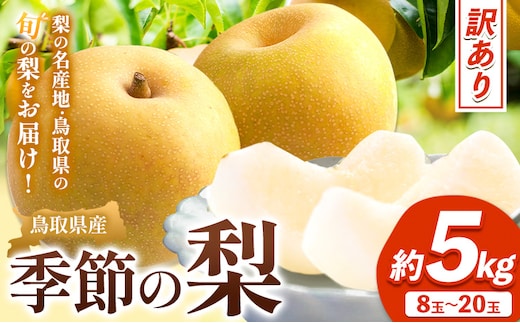 【訳あり】先行予約 【ご家庭用】季節の梨セット 約5kg (8~20玉)