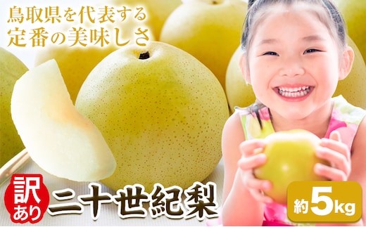 【訳あり】先行予約 二十世紀梨 約5kg《2026年8月下旬-9月下旬頃出荷》二十世紀梨 梨 ご家庭用 旬 二十世紀 鳥取県 八頭町 なし 果物 フルーツ 特産品 送料無料 果汁 デザート 八頭---yazu_zsy_248_5kg---