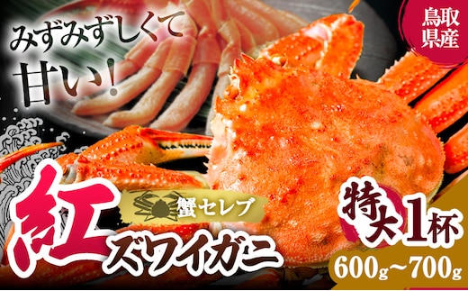 蟹 蟹セレブ 紅ズワイガニ サイズ 特大 1杯（600～700g×1） giverichホールディングス《10月上旬-5月下旬頃出荷》鳥取県 八頭町 蟹 かに カニ 紅ズワイガニ 紅ズワイ 送料無料---yazu_giv2_340_---