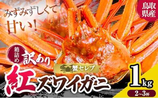 蟹 訳あり 蟹セレブ 紅ズワイガニ 箱詰め 1kg （2～3杯） giverichホールディングス《10月上旬-5月下旬頃出荷》鳥取県 八頭町 蟹 かに カニ 紅ズワイガニ 紅ズワイ 訳あり 送料無料---yazu_giv2_344_---