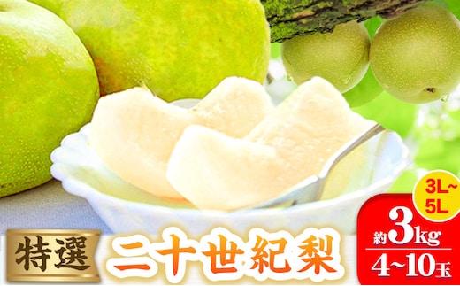 【2026年先行予約】特選 二十世紀梨 約3kg (4~10玉) 3L~5Lサイズ《2026年8月下旬-10月上旬頃出荷》高間商店 鳥取県 八頭町 梨 なし ナシ 果物 フルーツ 先行予約 ふるさと納税 送料無料 甘い 果実 果汁 デザート---yazu_tkm_94_3---