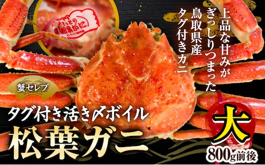 松葉ガニ ブランドタグ付 蟹セレブ タグ付き 活〆ボイル 松葉ガニ 800g giverichホールディングス《11月中旬-2月下旬頃出荷》鳥取県 八頭町 蟹 かに カニ --yazu_giv2_343_---