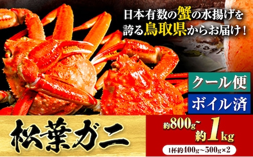 ＼12/23決済完了分まで年内配送／【配送不可地域あり】カニ 松葉ガニ 800g~1kg《2025年11月中旬-2026年3月中旬頃出荷》鳥取県 八頭町 送料無料 蟹 かに 姿 鍋 ズワイガニ 松葉ガニ ズワイ蟹 ボイル 冷蔵便 松葉蟹 海鮮 魚介---yazu_zsy2_55_400w---