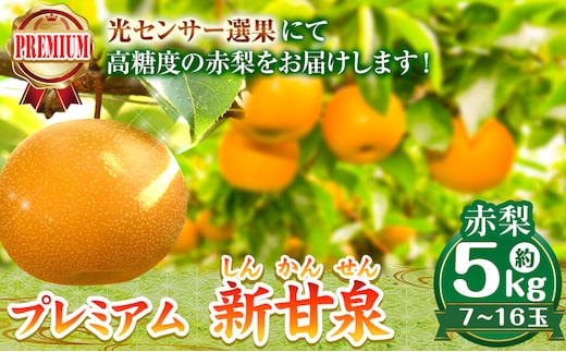 【2026年先行予約】なし 梨 プレミアム 新甘泉 約5kg (7~16玉) 高間商店《2026年8月下旬-10月上旬頃出荷》 鳥取県 八頭町 果物 フルーツ 厳選 プレミアム ふるさと納税 送料無料 甘い 果実 果汁 デザート 新甘泉梨---yazu_tkm_102_5---