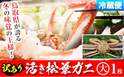 【ふるさと納税】【先行予約】【活き】訳あり 松葉ガニ 大 1枚(1枚/800～940g前後) 高間商店《11月中旬-3月下旬頃出荷》鳥取県 八頭町 送料無料 カニ 蟹 かに 訳あり 鍋 珍味 冬 グルメ ズワイガニ---yazu_tkm2_138_h---
