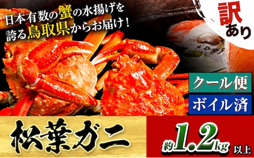＼12/23決済完了分まで年内配送／【配送不可地域あり】訳あり カニ 松葉ガニ 足1本なし 1.2kg 2杯分《2025年11月中旬-2026年3月中旬頃出荷》鳥取県 八頭町 送料無料 蟹 かに 姿 鍋 ズワイガニ 松葉ガニ ズワイ蟹 ボイル 冷蔵便 松葉蟹 海鮮 魚介---yazu_zsy2_53_1200---