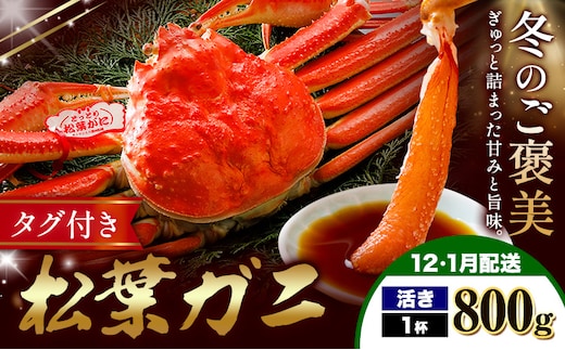 カニ 松葉ガニ 800g 活き 1杯 《12月・1月発送》 SOO合同会社 鳥取県 八頭町 送料無料 蟹 かに 姿 鍋 ズワイガニ ズワイ蟹 ボイル 松葉ガニ---yazu_soo_179_800g---